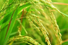 糧食重金屬檢測儀多少錢一臺？